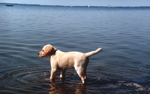 Et billede af Orson som lille i vandet på fjorden.